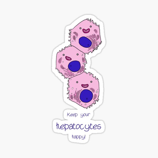 Happy Hepatocytes Sticker