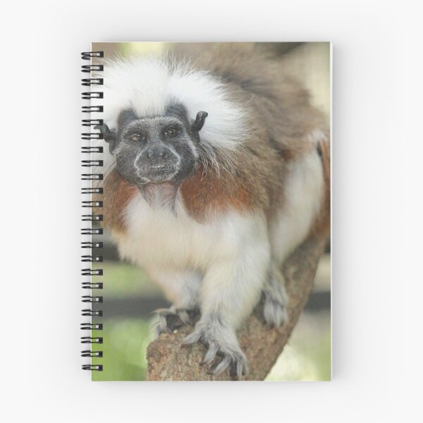 Item preview, Cotton Top Tamarin designed and sold by croper.