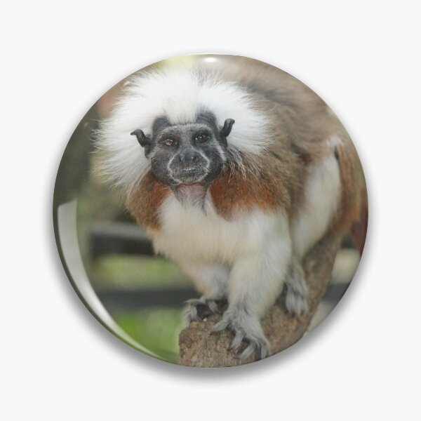 Item preview, Cotton Top Tamarin designed and sold by croper.
