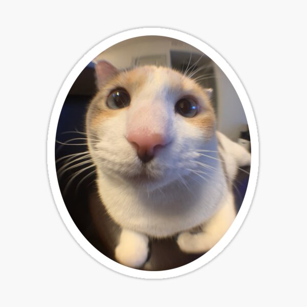 Round icon pfp cute cat big eyes fish eye aesthetic Y2K profile picture