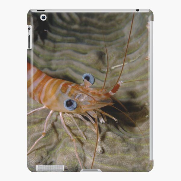 Prawn Portrait iPad Snap Case