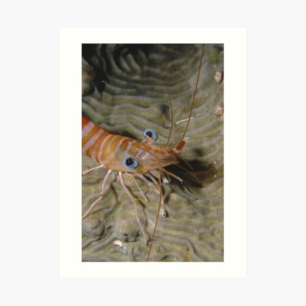 Prawn Portrait Art Print