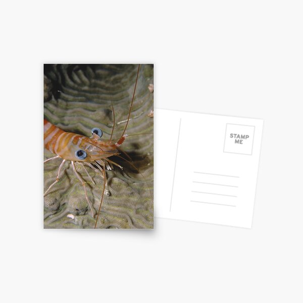 Prawn Portrait Postcard