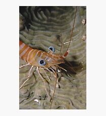 Prawn Portrait Photographic Print