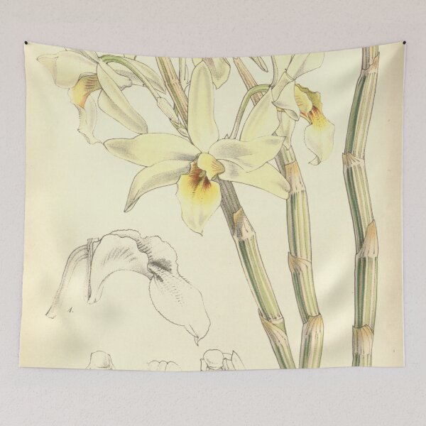 Item preview, Dendrobium heterocarpum designed and sold by EsotericBotanic.