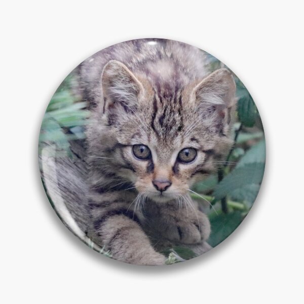 Item preview, An Adorable Scottish Wildcat Kitten designed and sold by Karen Thomson.