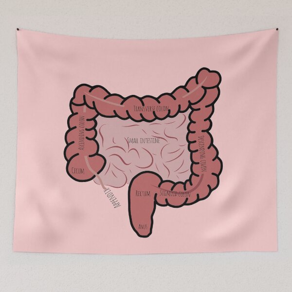 Item preview, Gastroenterology human anatomy designed and sold by Mermaidssparkle.