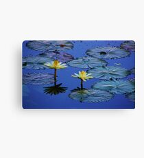 Water Lillies Canvas Print