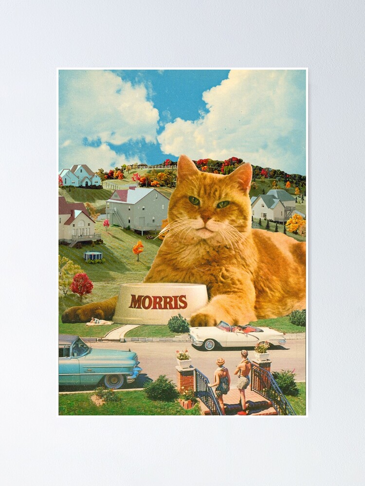 morris the cat