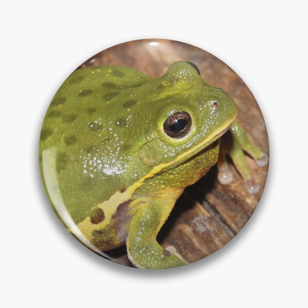 Item preview, Barking Treefrog  designed and sold by Snakemantysmith.