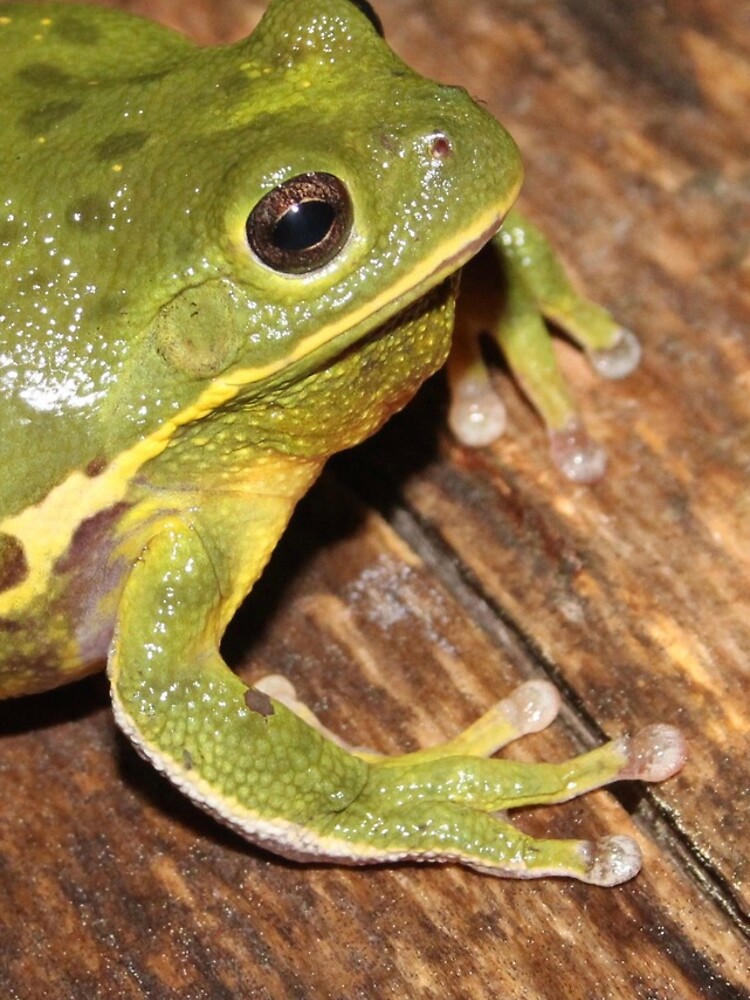 Thumbnail 4 of 4, iPhone Case, Barking Treefrog designed and sold by Snakemantysmith.