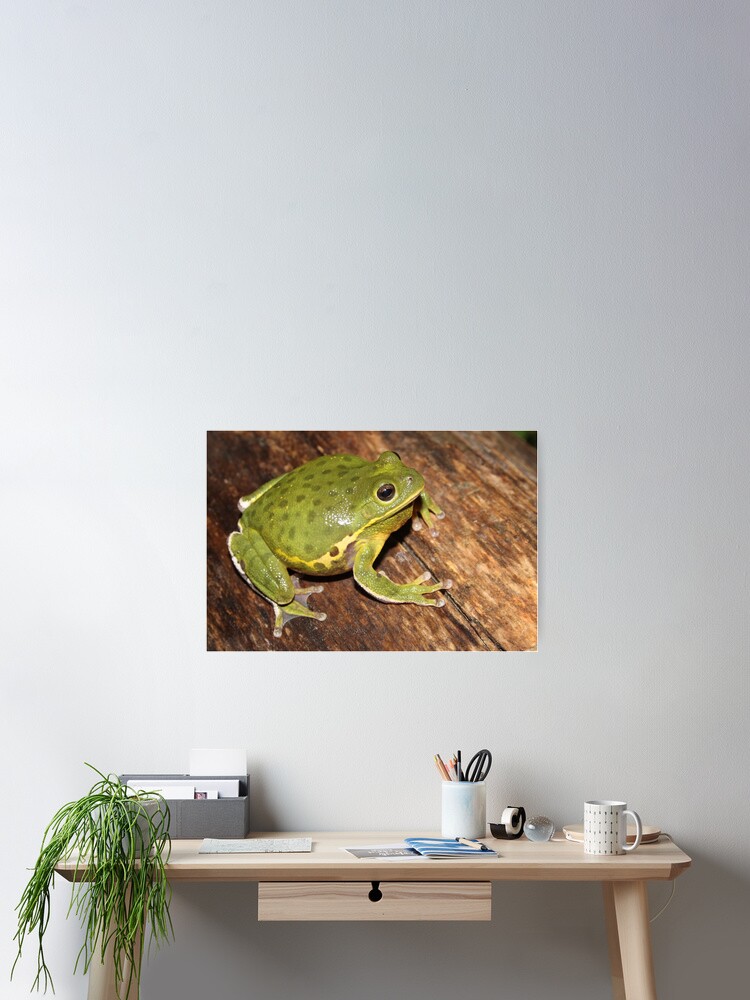 Thumbnail 2 of 3, Poster, Barking Treefrog  designed and sold by Snakemantysmith.