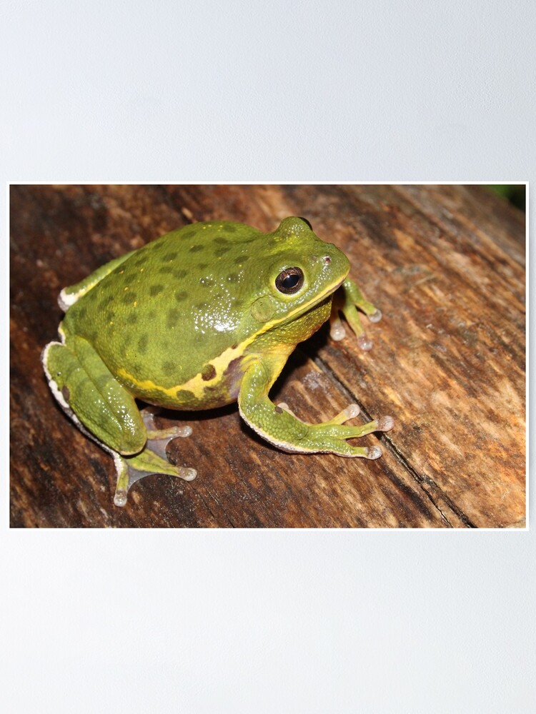 Thumbnail 1 of 3, Poster, Barking Treefrog  designed and sold by Snakemantysmith.