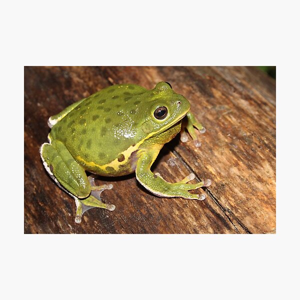 Item preview, Barking Treefrog  designed and sold by Snakemantysmith.