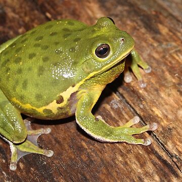 Artwork thumbnail, Barking Treefrog  by Snakemantysmith