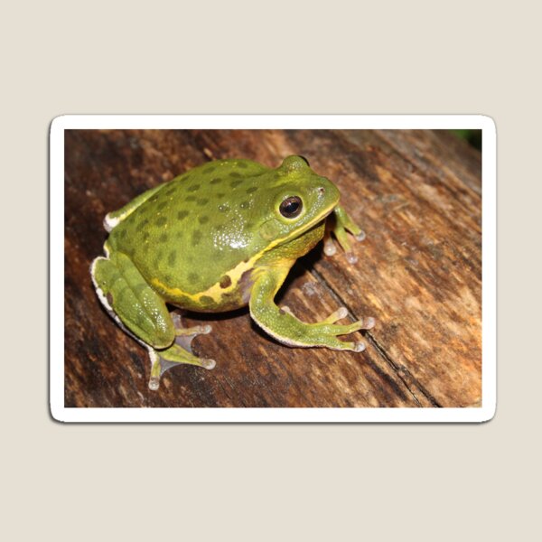 Item preview, Barking Treefrog  designed and sold by Snakemantysmith.