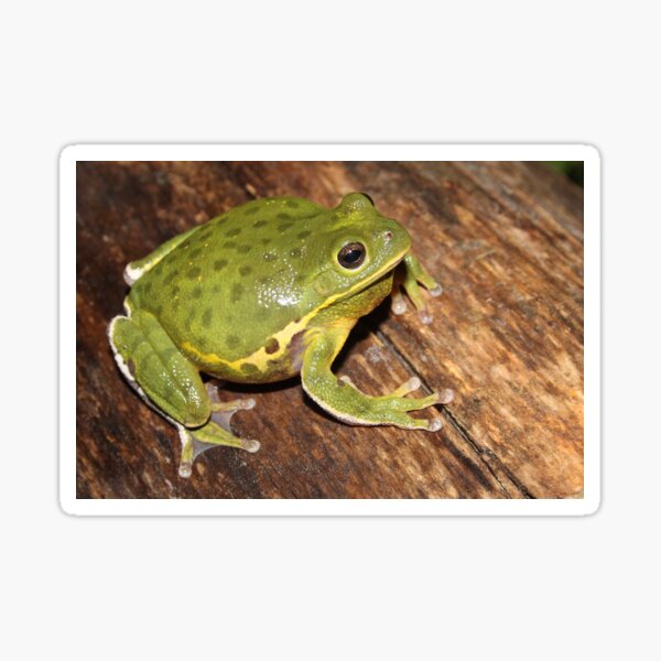 Item preview, Barking Treefrog  designed and sold by Snakemantysmith.