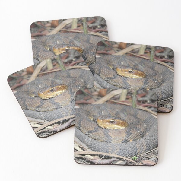 Item preview, Cottonmouth  designed and sold by Snakemantysmith.