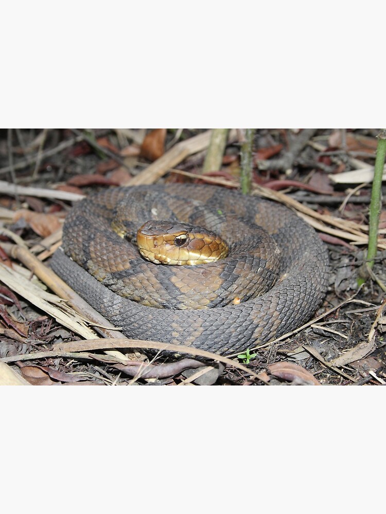 "Cottonmouth " Poster for Sale by Snakemantysmith Redbubble