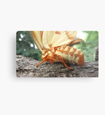 Hickory Horned Devil Metal Print