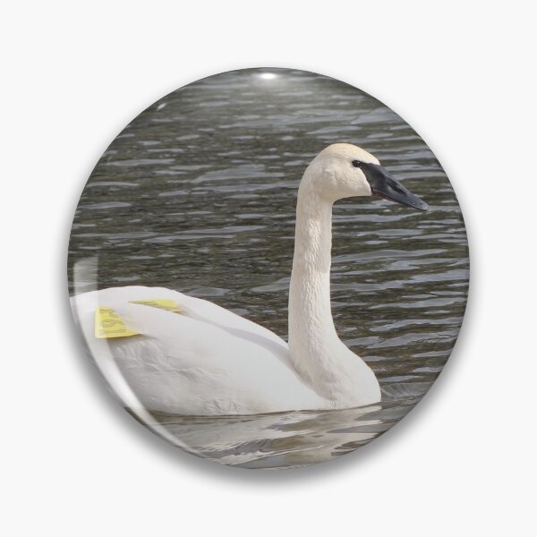 Item preview, Trumpeter Swan designed and sold by Snakemantysmith.