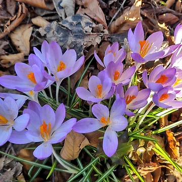 Artwork thumbnail, Spring Flowers by PhotoPhoto