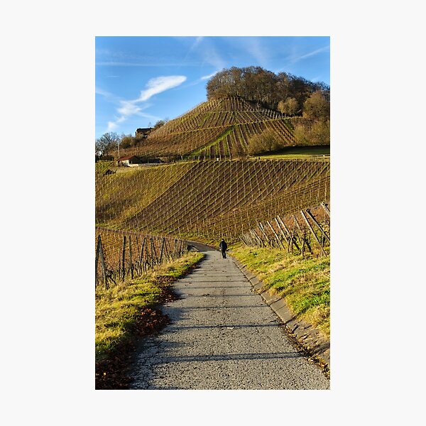 Item preview, Stollberg, the highest vineyard in Franconia, Germany designed and sold by David A. L. Davies.