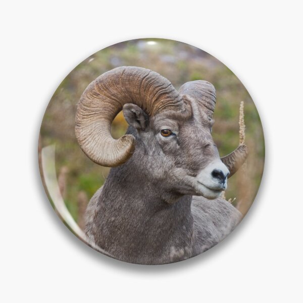 Item preview, Bighorn Ram designed and sold by Jeff Goulden Photography.