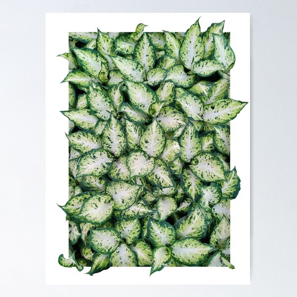 Item preview, Beautiful Green Plant (Diffenbachia) designed and sold by IamSoMad.