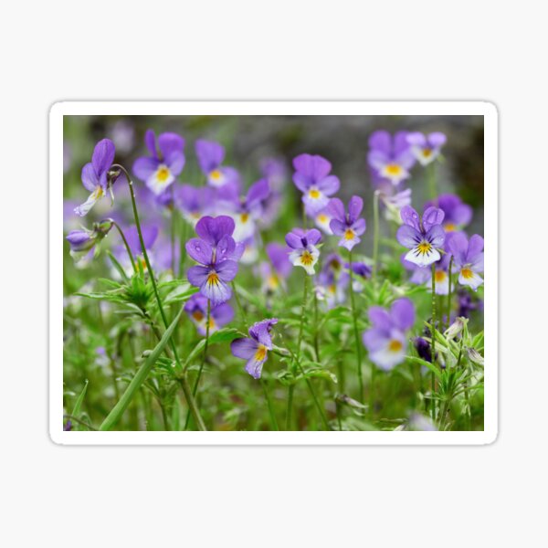 Wild pansy field Sticker