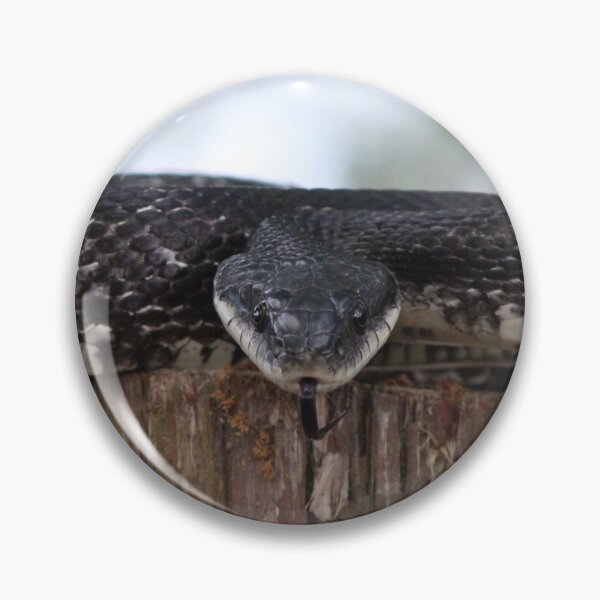 Item preview, Black Ratsnake designed and sold by Snakemantysmith.