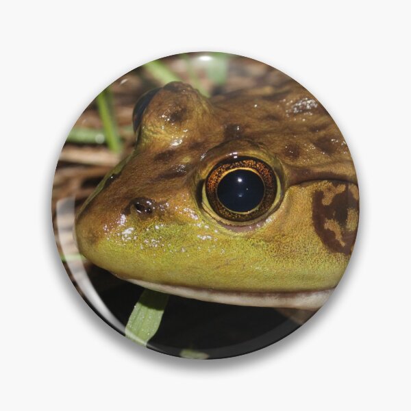 Item preview, American Bullfrog designed and sold by Snakemantysmith.