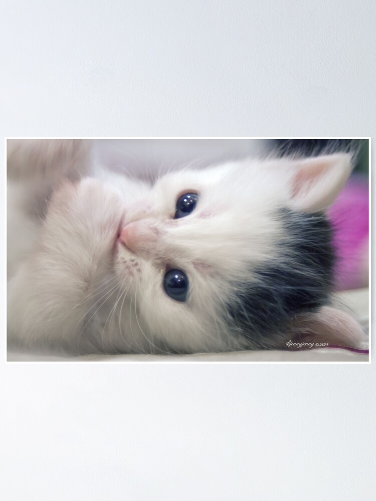 kitten sucking its thumb