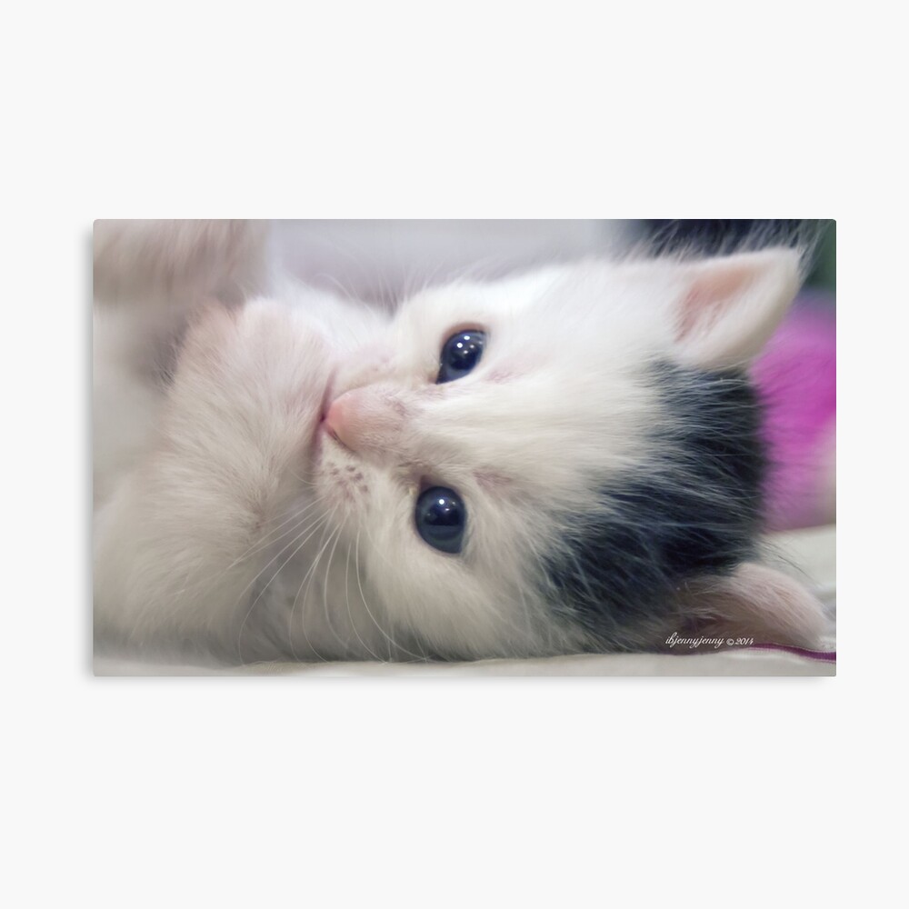 kitten sucking thumb