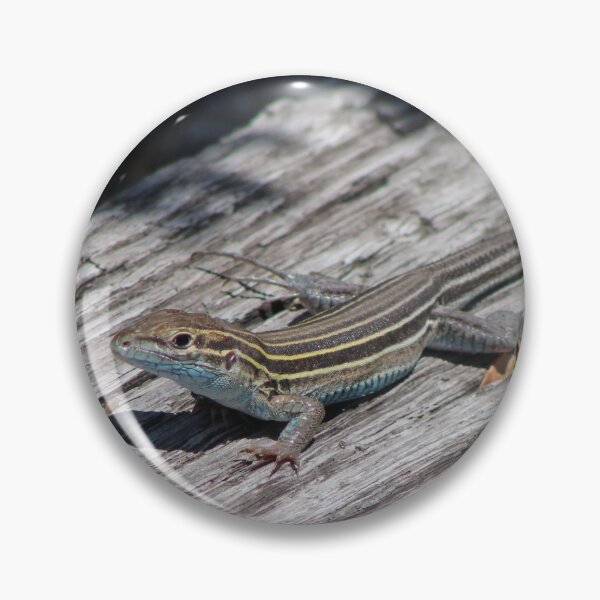 Item preview, Eastern Six-lined Racerunner designed and sold by Snakemantysmith.