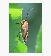 Clinging Insect Photographic Print