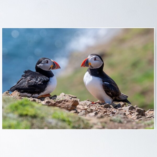 Item preview, Puffins on Skomer designed and sold by leebee101.