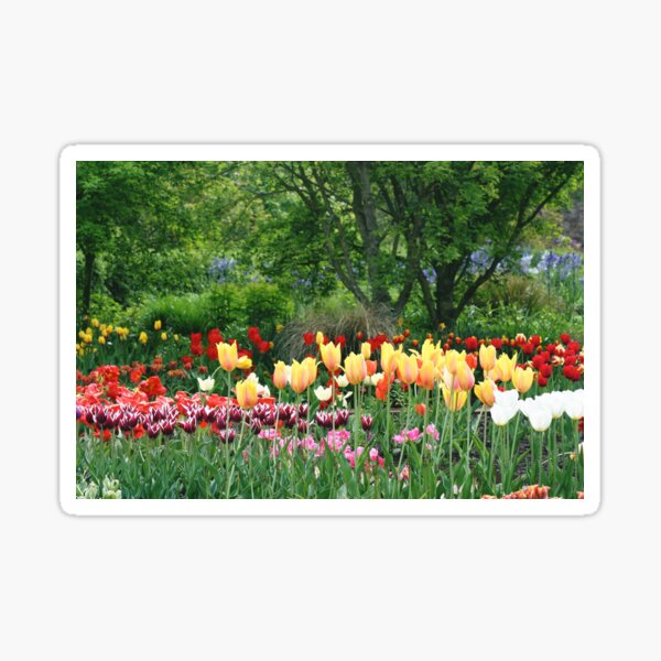 Colourful Tulips Sticker