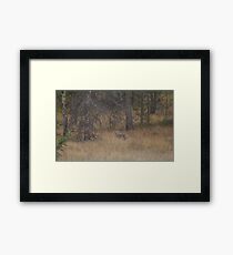 Jasper Coyote Framed Print