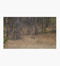 Jasper Coyote Photographic Print