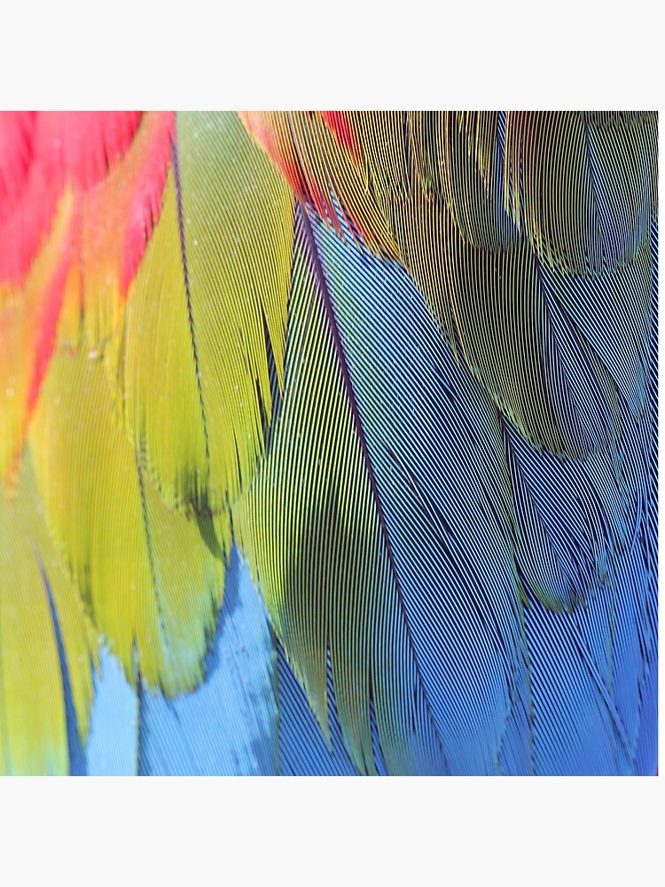 Scarlet Macaw Feathers by QWERTYvsDVORAK