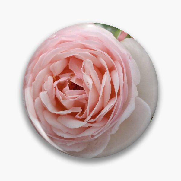 Item preview, Pink rose in the garden designed and sold by JuliVogel.