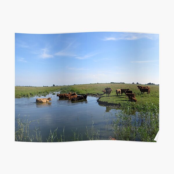 Cows looking for cool water Poster