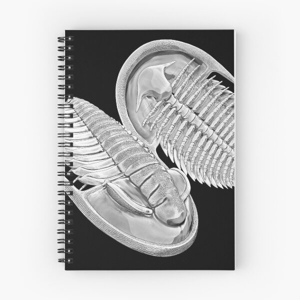 Item preview, Estaingia bilobata, Cambrian trilobite designed and sold by Katrina Kenny.