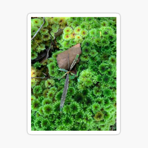 Lancewood and moss Sticker