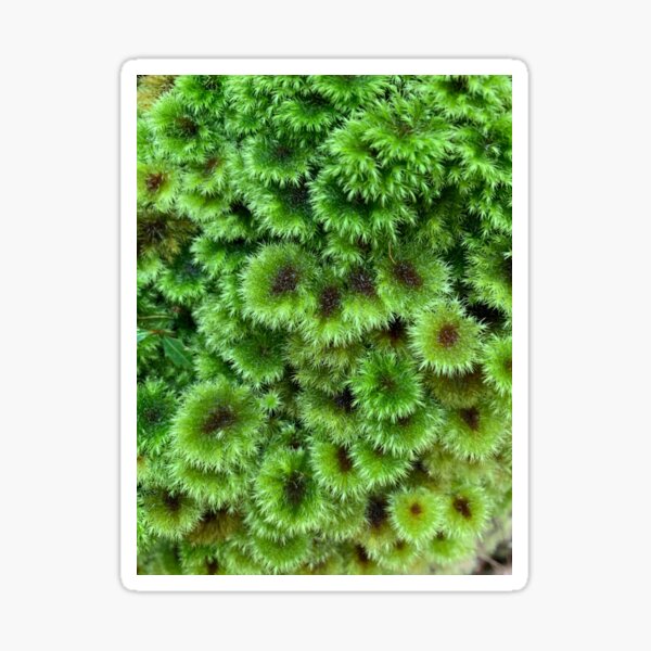 Item preview, Umbrella moss designed and sold by Terra Dumont.