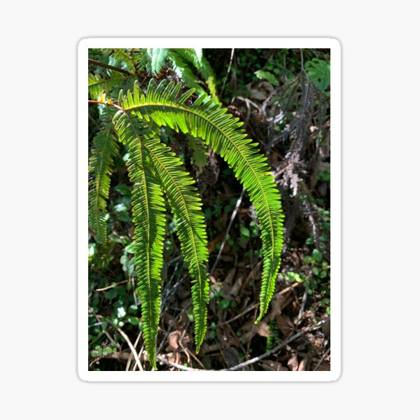 Item preview, Fern designed and sold by Terra Dumont.