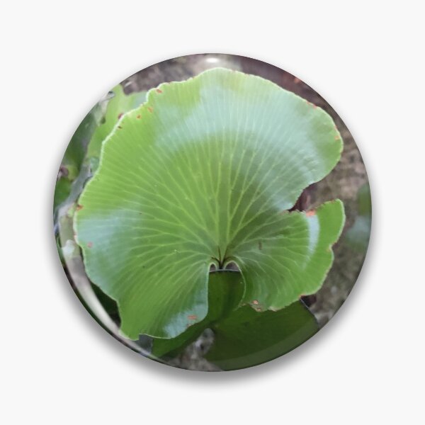 Item preview, Kidney fern 3 designed and sold by Terra Dumont.
