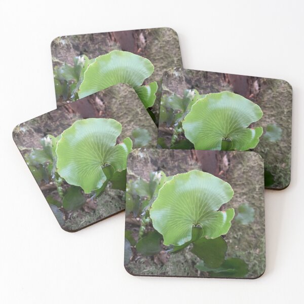 Item preview, Kidney fern 3 designed and sold by Terra Dumont.