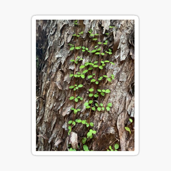 Vine Sticker